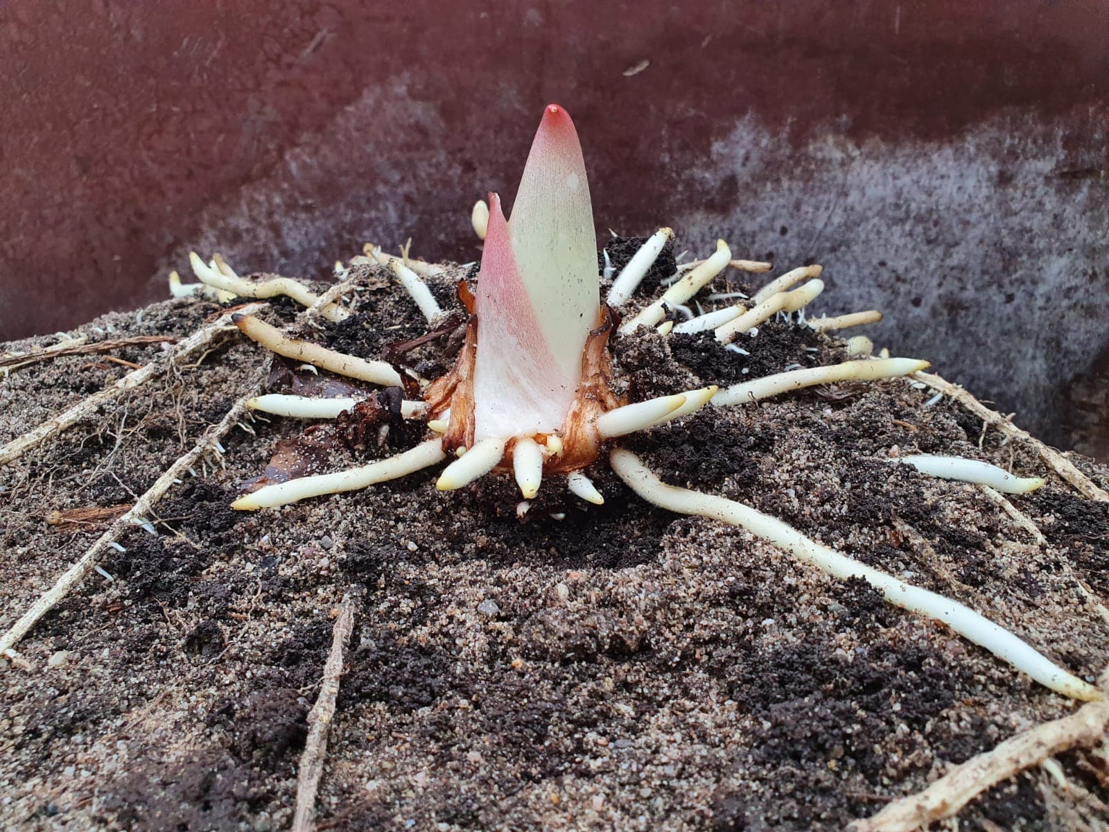 20kg-bulwa-Amorphophallus-titanum